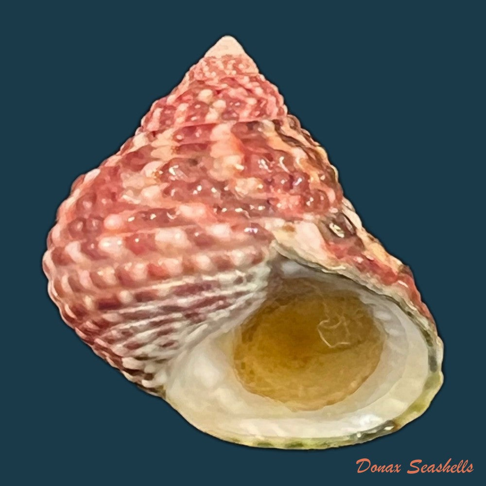 monodonta-labio-linnaeus-1758-23-5mm-copia