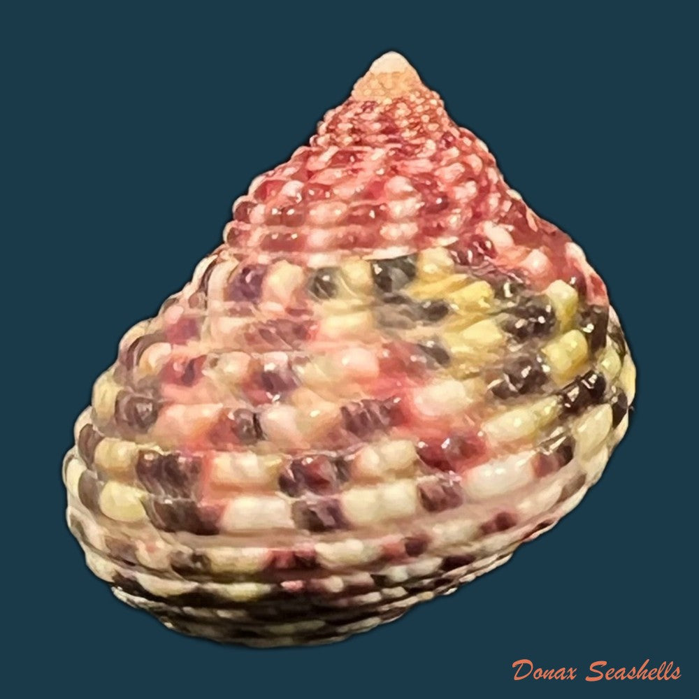 monodonta-labio-linnaeus-1758-24-5mm-copia