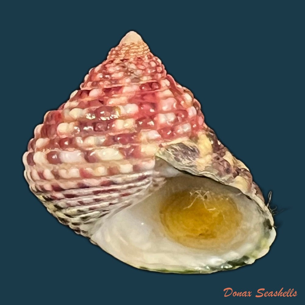 monodonta-labio-linnaeus-1758-24-5mm-copia