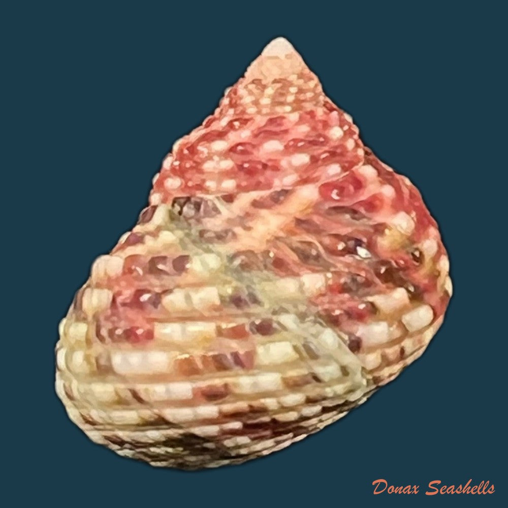 monodonta-labio-linnaeus-1758-28mm-copia