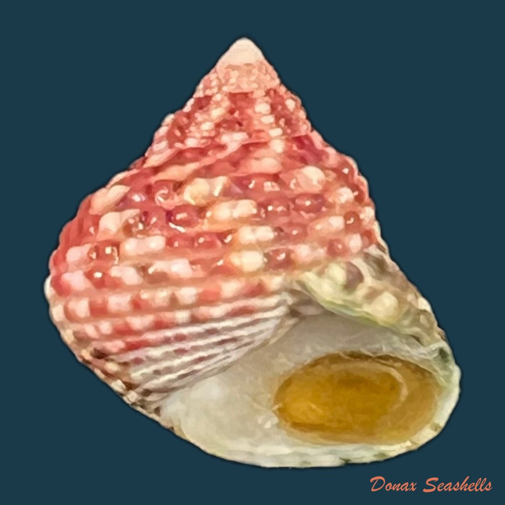 monodonta-labio-linnaeus-1758-28mm-copia
