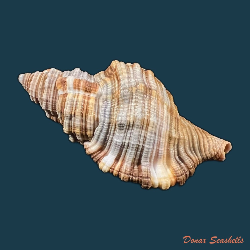 monoplex-pilearis-linnaeus-1758-54-2mm-copia