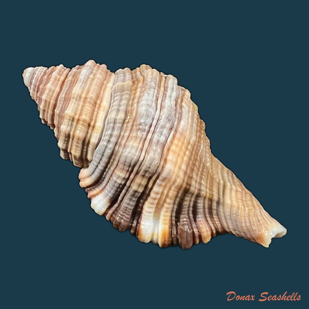 monoplex-pilearis-linnaeus-1758-57-8mm-copia