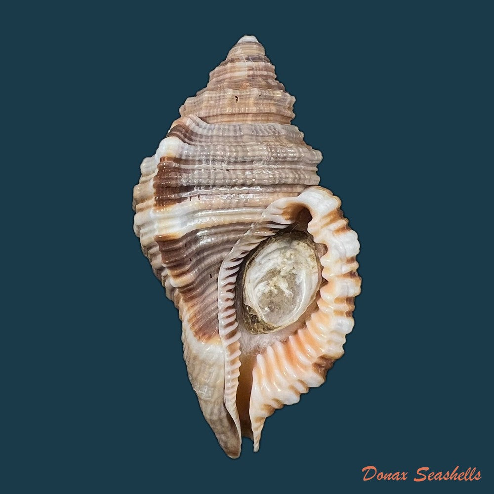 monoplex-pilearis-linnaeus-1758-57-8mm-copia