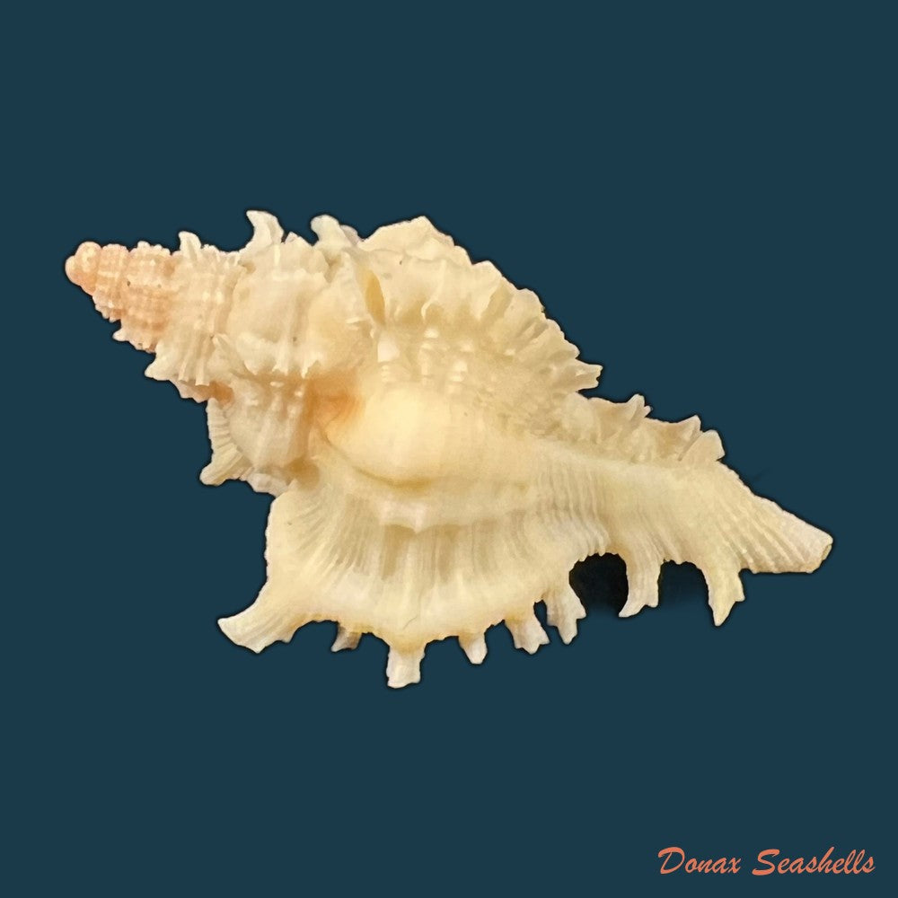 monstrotyphis-jardinreinensis-espinosa-1985-26-6mm-copia