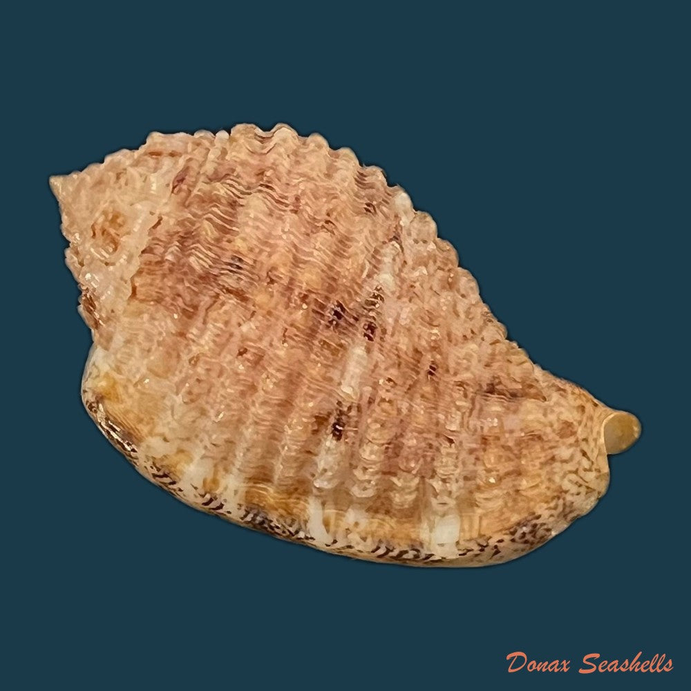 morum-amabile-shikama-1973-35-2mm-copia