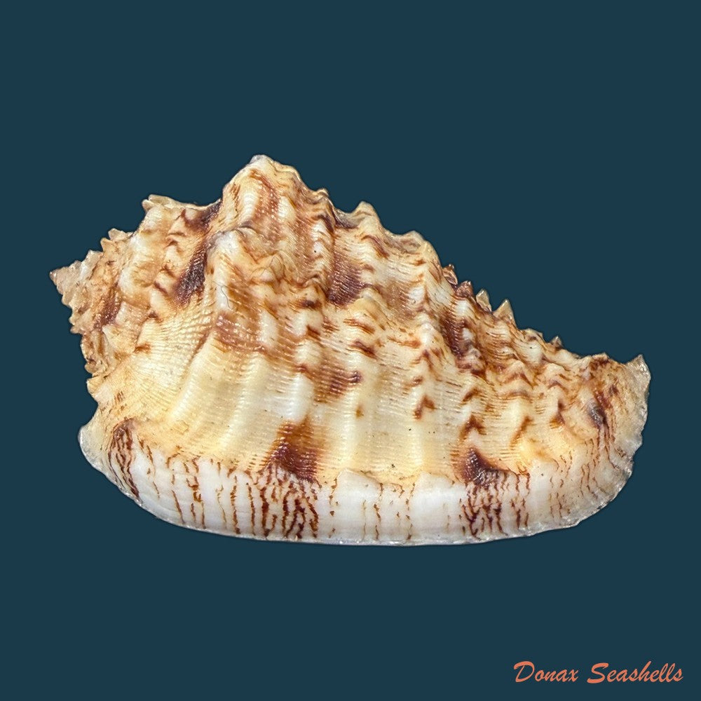morum-dennisoni-reeve-1842-45-4mm-copia-1