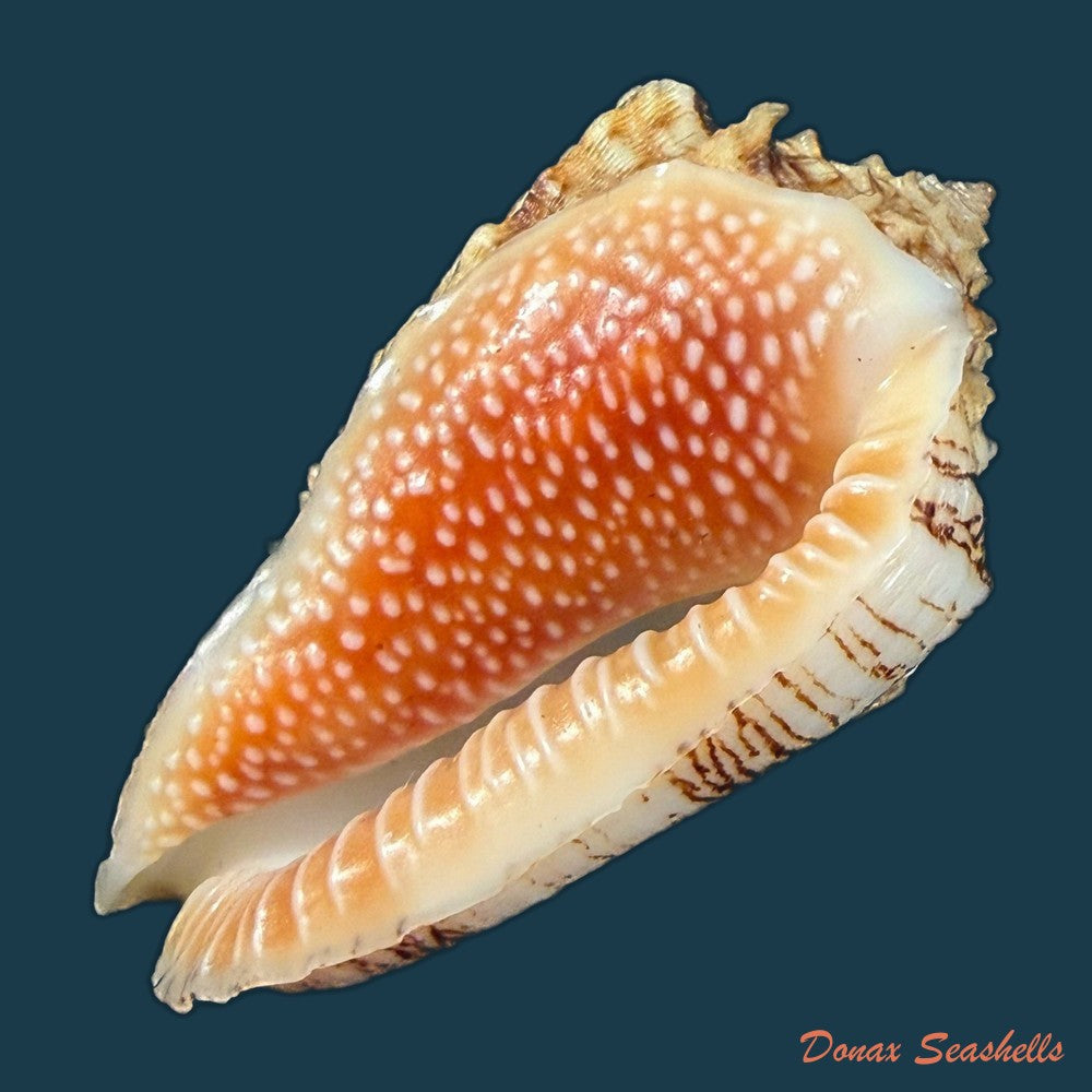 morum-dennisoni-reeve-1842-45-4mm-copia-1