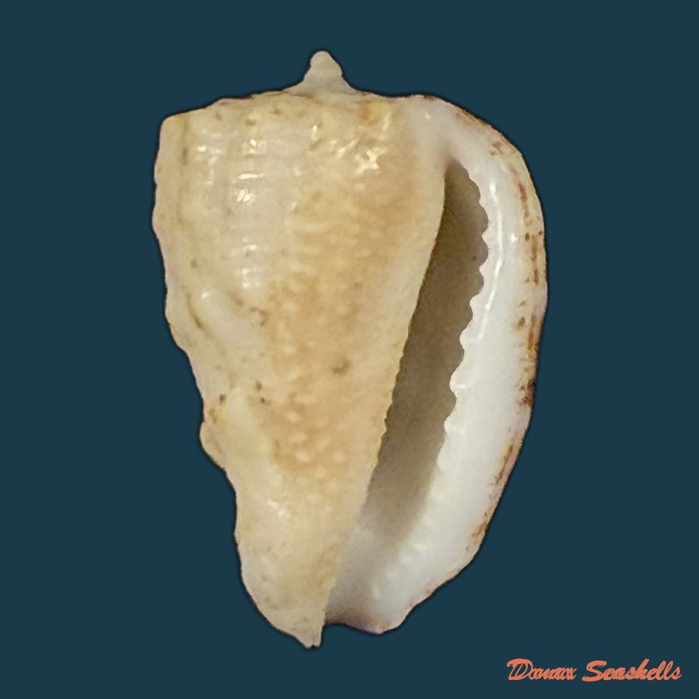 morum-dennisoni-reeve-1842-45-4mm-copia-2