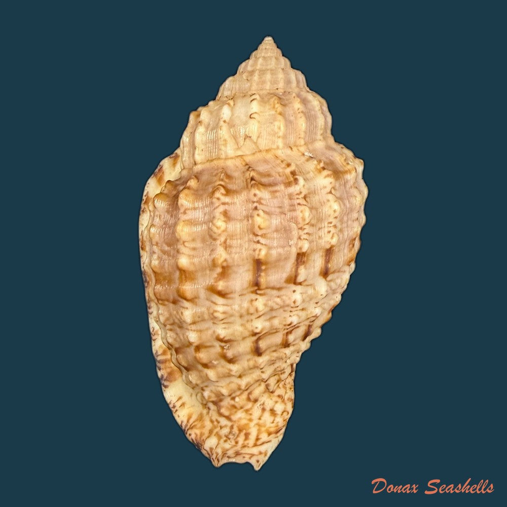 morum-dennisoni-reeve-1842-45-4mm-copia
