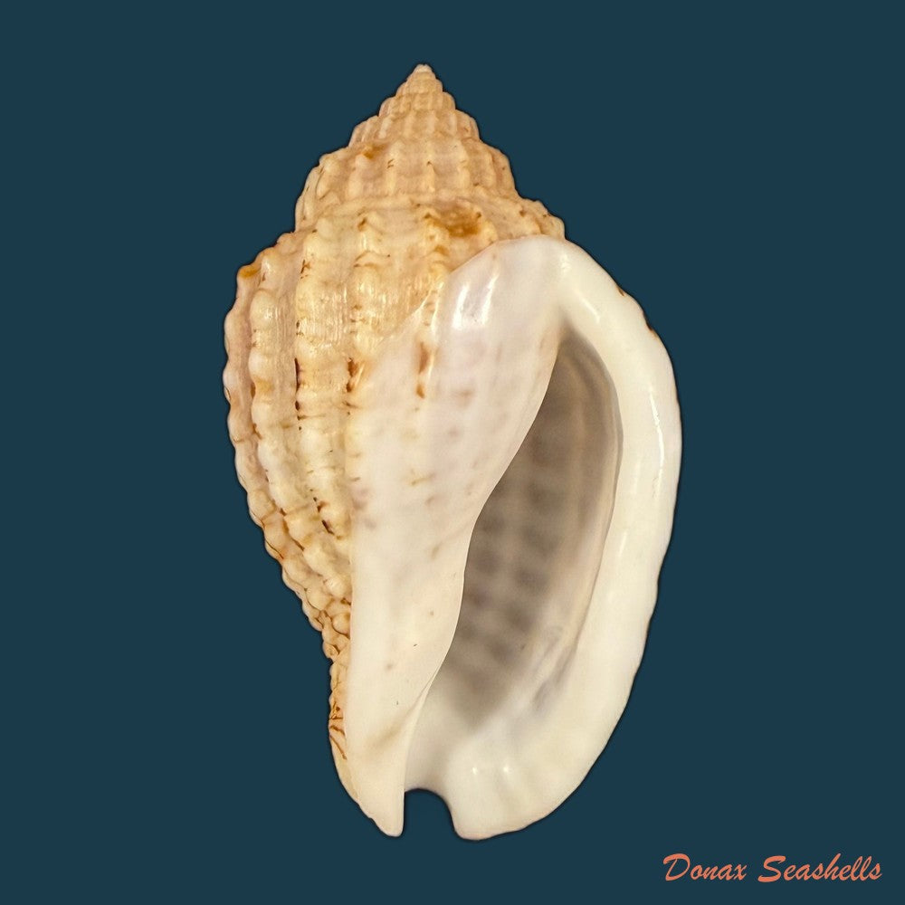 morum-dennisoni-reeve-1842-45-4mm-copia