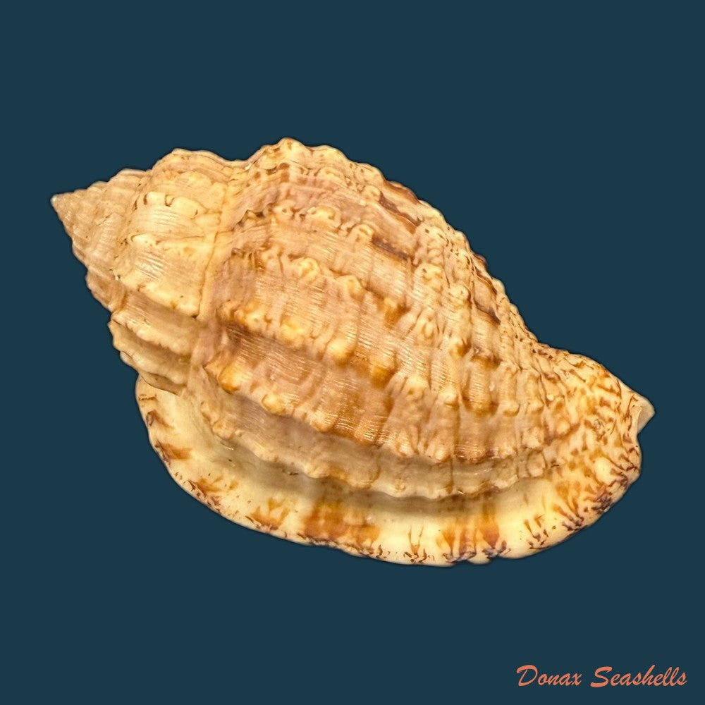 morum-dennisoni-reeve-1842-45-4mm-copia