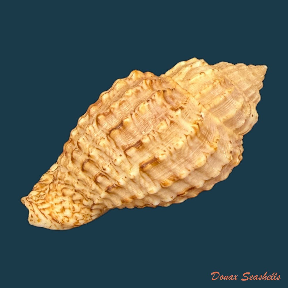 morum-dennisoni-reeve-1842-45-4mm-copia