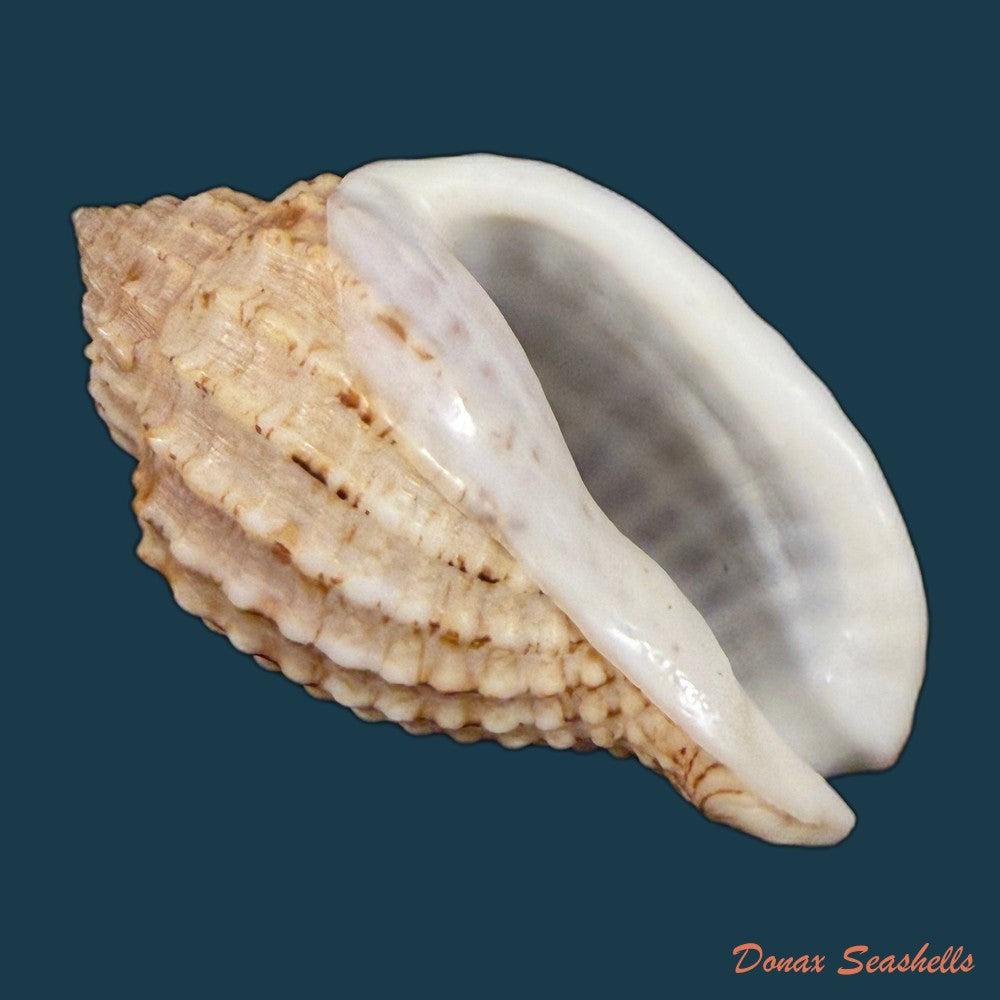 morum-dennisoni-reeve-1842-45-4mm-copia