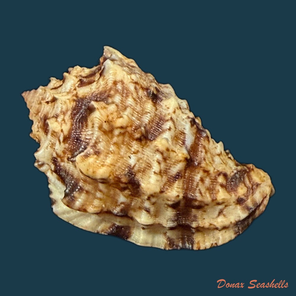morum-dennisoni-reeve-1842-48-4mm-copia