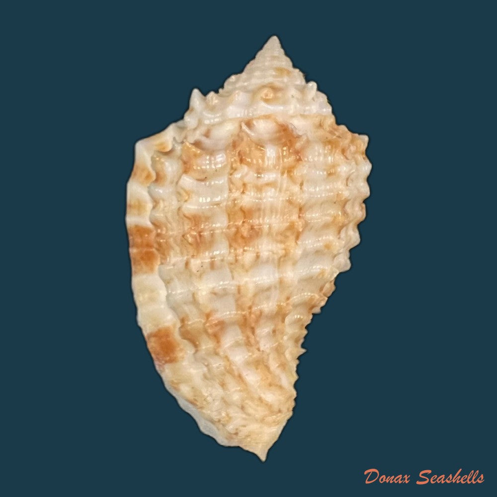 morum-grande-a-adams-1855-53-3mm-copia