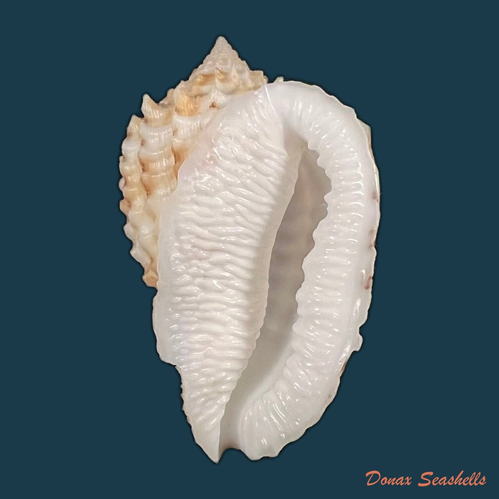 morum-grande-a-adams-1855-53-3mm-copia