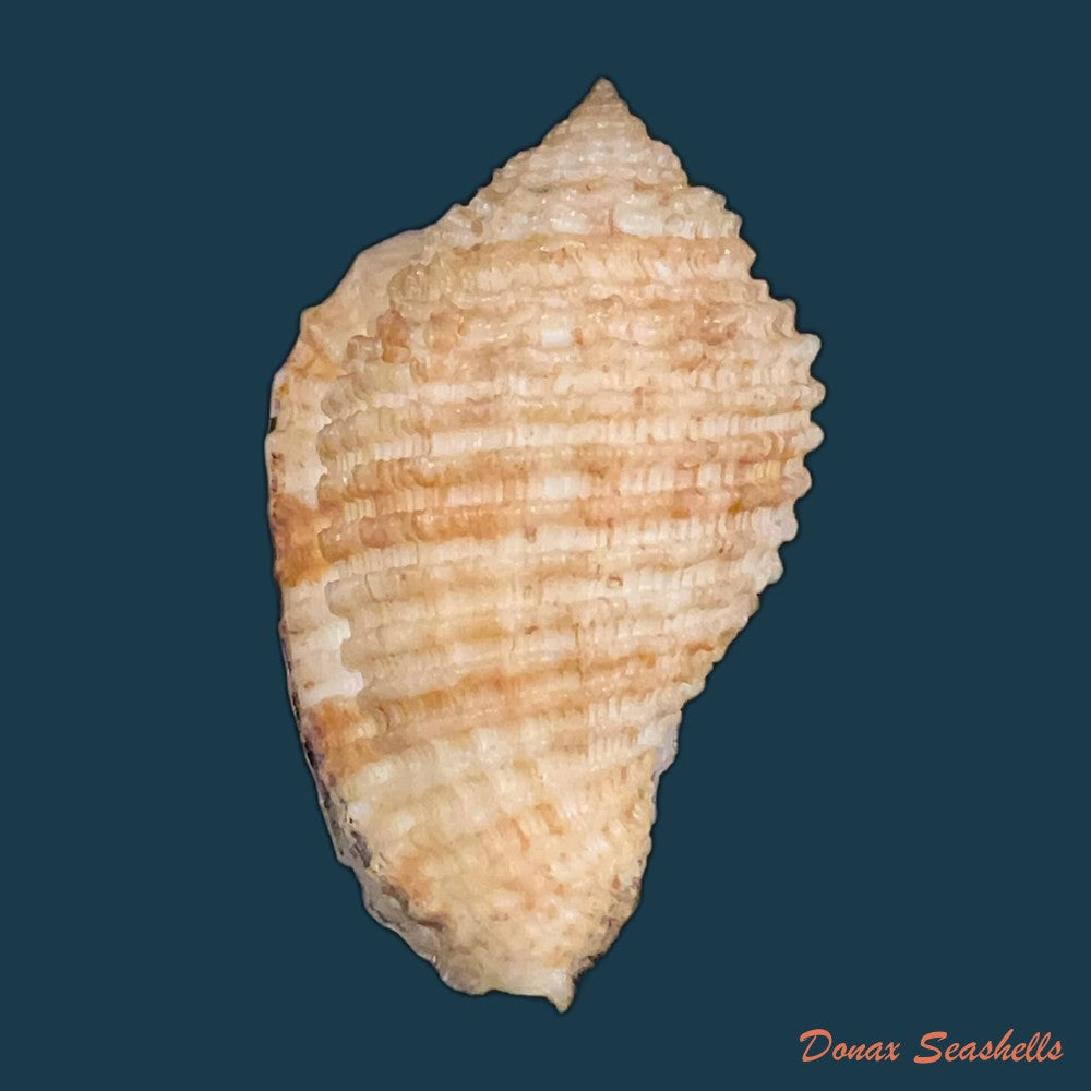 morum-grande-a-adams-1855-57-2mm-copia