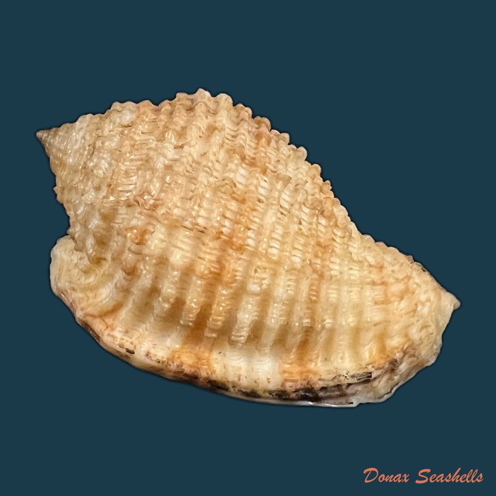 morum-grande-a-adams-1855-57-2mm-copia
