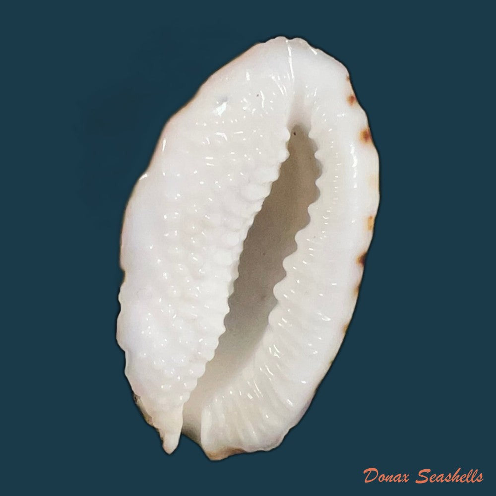 morum-grande-a-adams-1855-57-2mm-copia