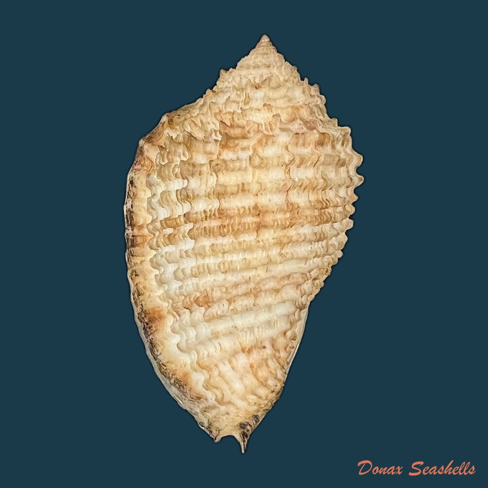morum-grande-a-adams-1855-60-9mm-copia-1