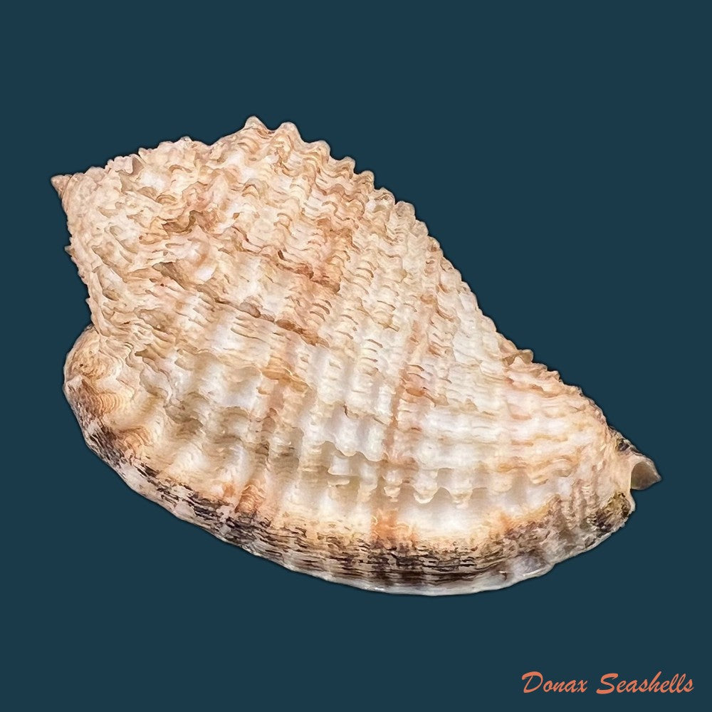 morum-grande-a-adams-1855-60-9mm-copia-1