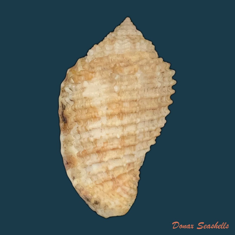 morum-grande-a-adams-1855-60-9mm-copia