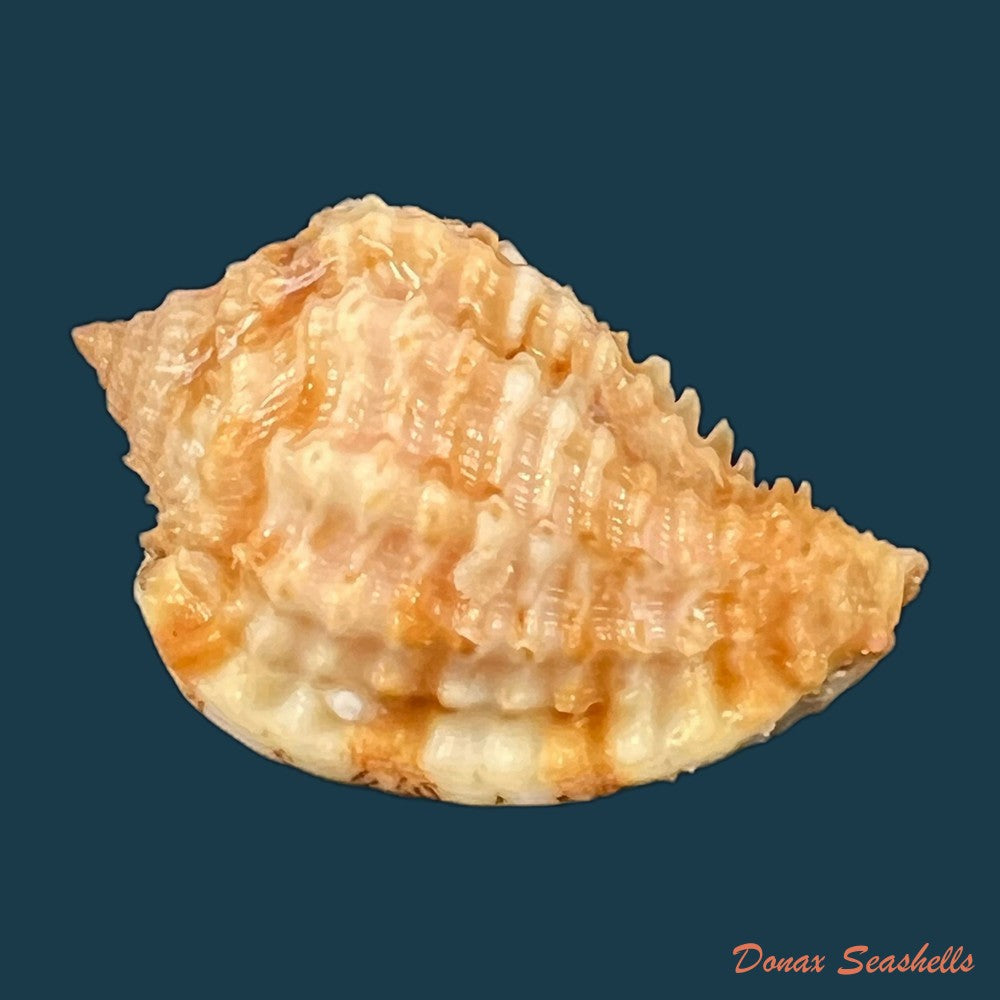 morum-praeclarum-melvill-1919-28mm-copia