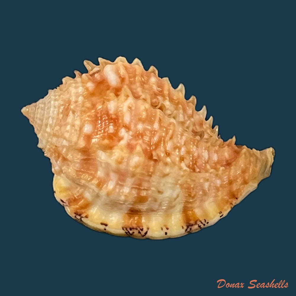 morum-praeclarum-melvill-1919-29-9mm-copia-1