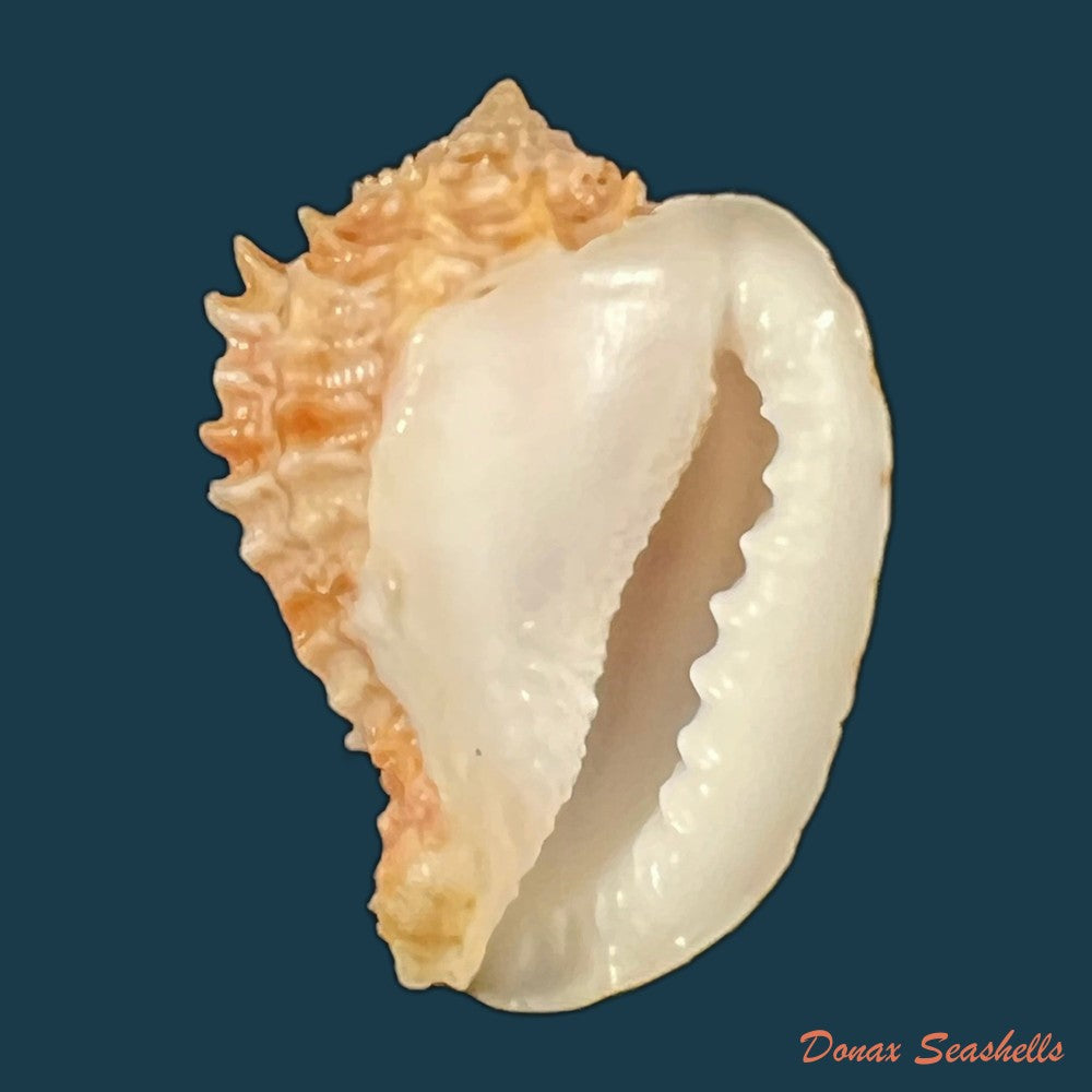 morum-praeclarum-melvill-1919-29-9mm-copia