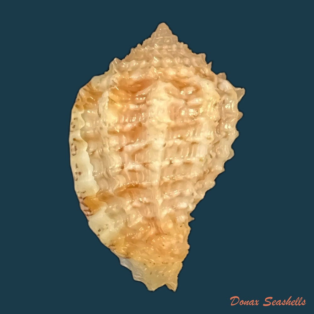 morum-praeclarum-melvill-1919-31-2mm-copia