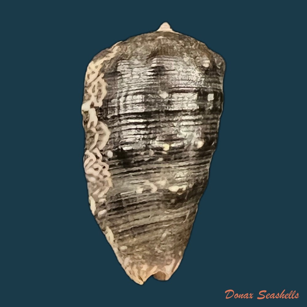 morum-tuberculosum-reeve-1842-23-6mm-copia