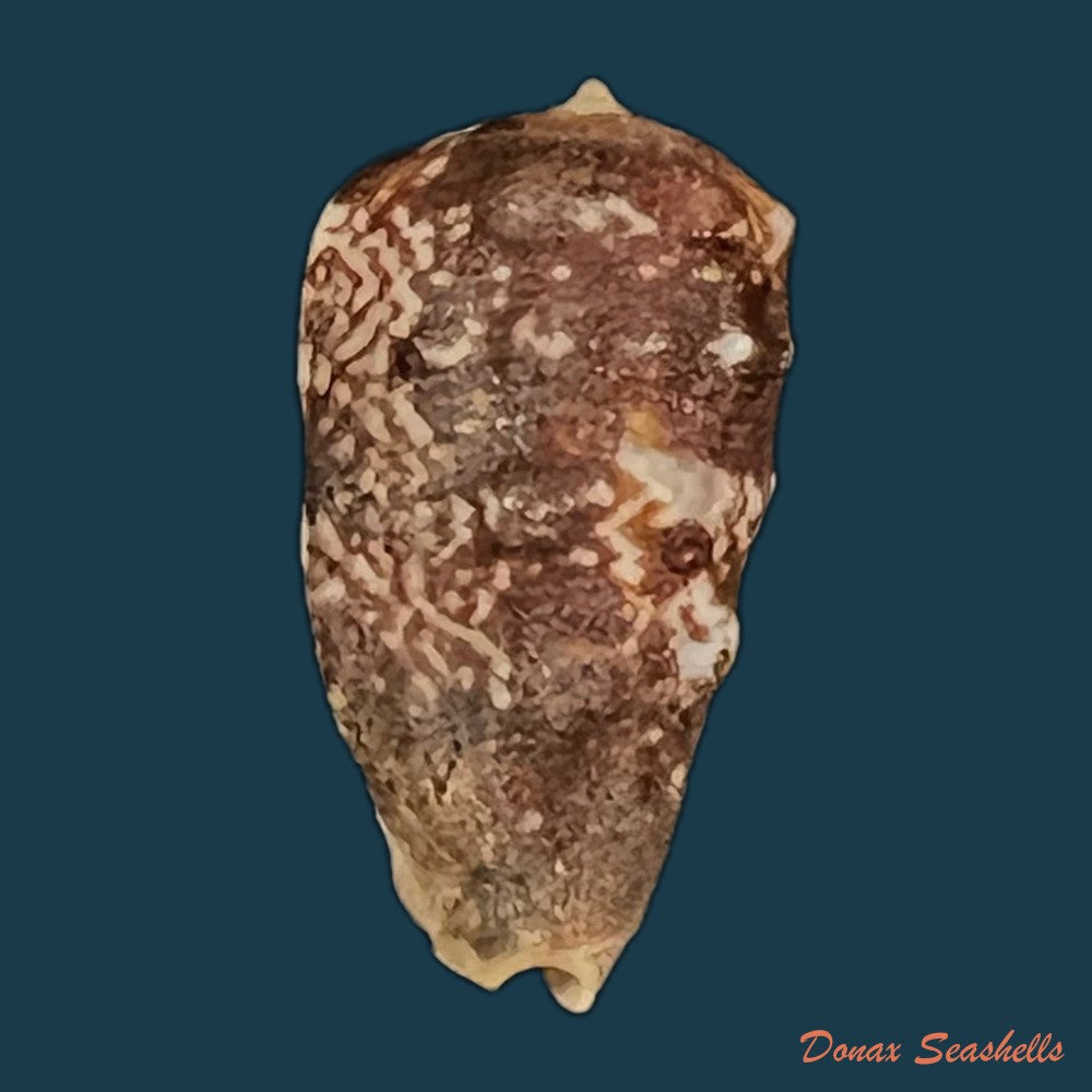 morum-tuberculosum-reeve-1842-32mm-copia