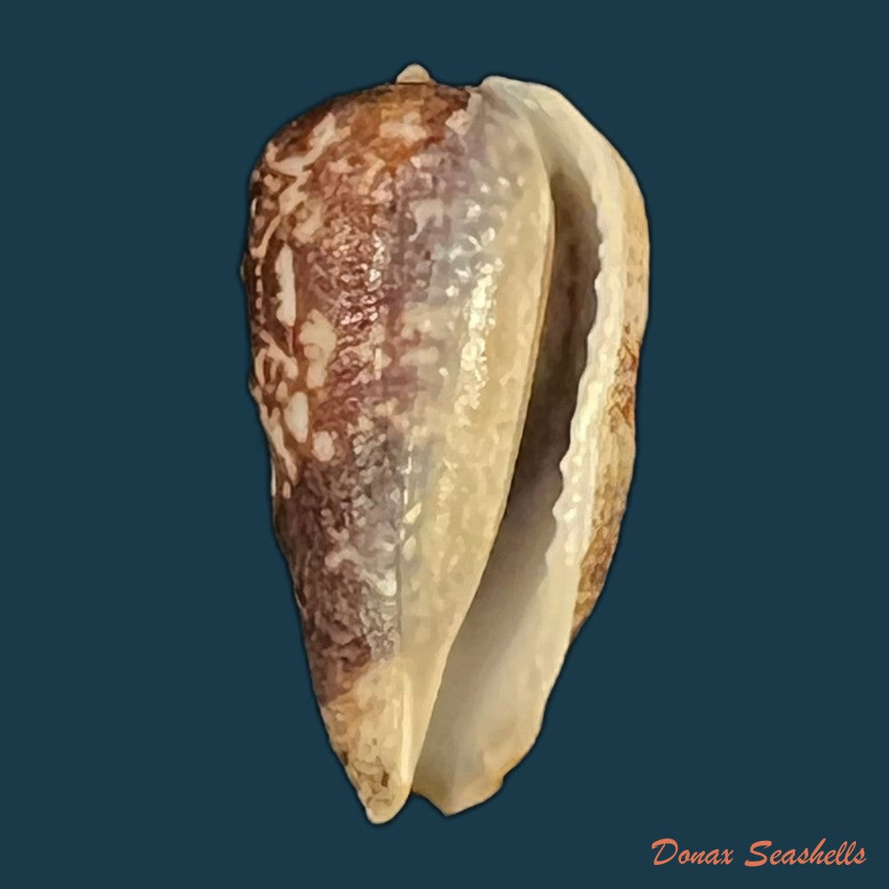 morum-tuberculosum-reeve-1842-32mm-copia