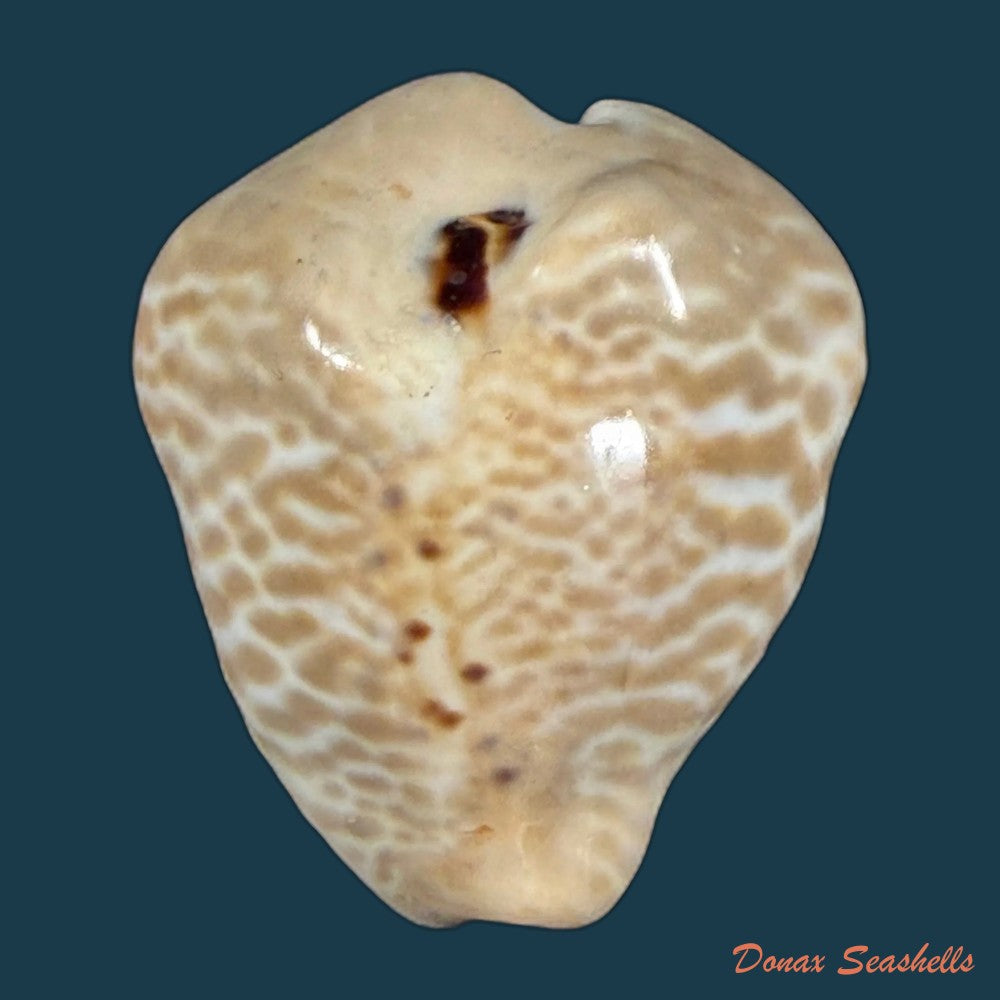 muracypraea-mus-donmoorei-bicornis-petuch-1979-44-9mm-copia