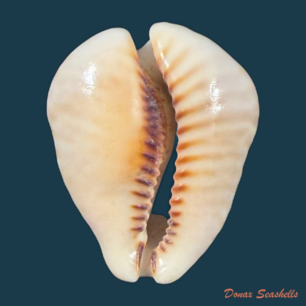 muracypraea-mus-donmoorei-bicornis-petuch-1979-44-9mm-copia