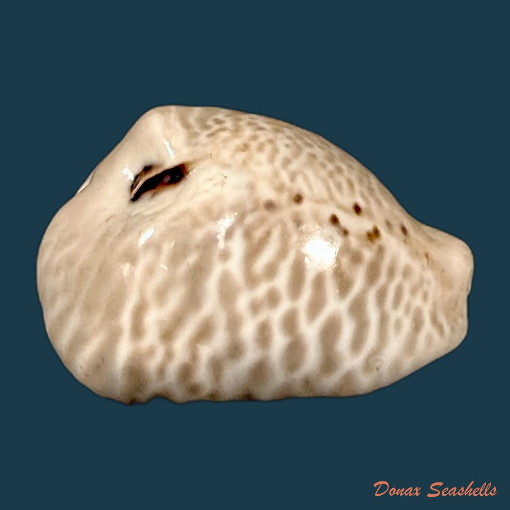 muracypraea-mus-donmoorei-bicornis-petuch-1979-44-9mm-copia