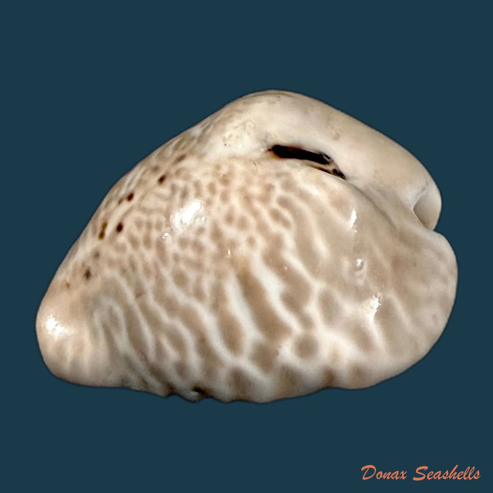 muracypraea-mus-donmoorei-bicornis-petuch-1979-44-9mm-copia
