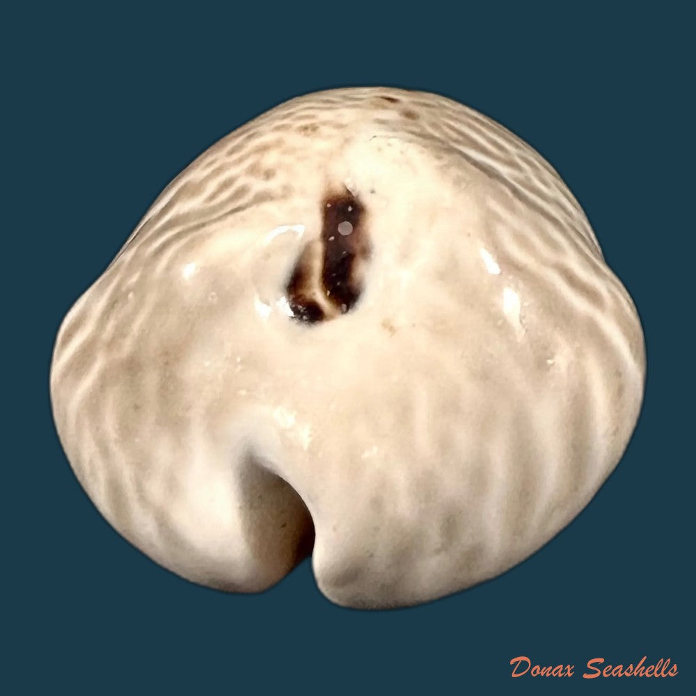 muracypraea-mus-donmoorei-bicornis-petuch-1979-44-9mm-copia