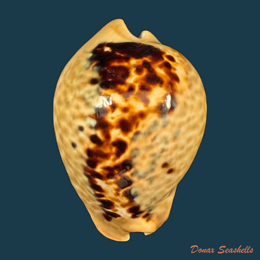muracypraea-mus-linnaeus-1758-40mm-copia
