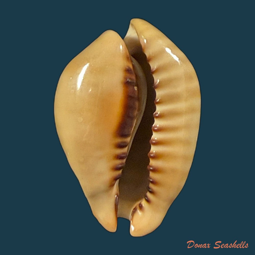 muracypraea-mus-linnaeus-1758-40mm-copia