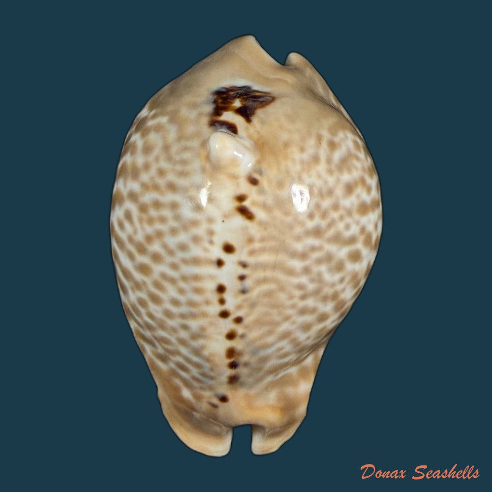 muracypraea-mus-linnaeus-1758-42-5mm-copia