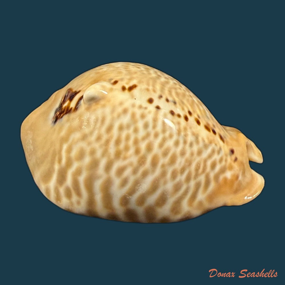 muracypraea-mus-linnaeus-1758-42-5mm-copia