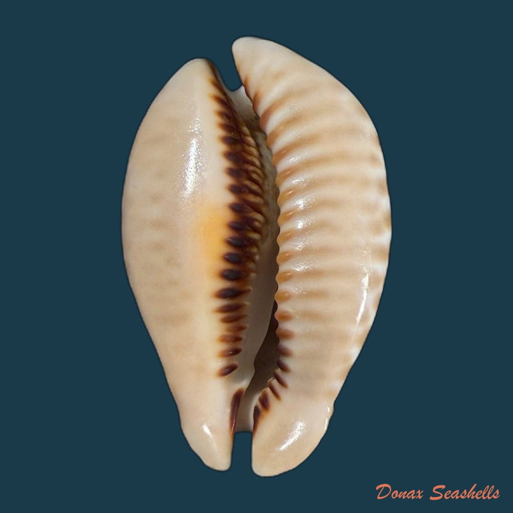muracypraea-mus-linnaeus-1758-42-5mm-copia
