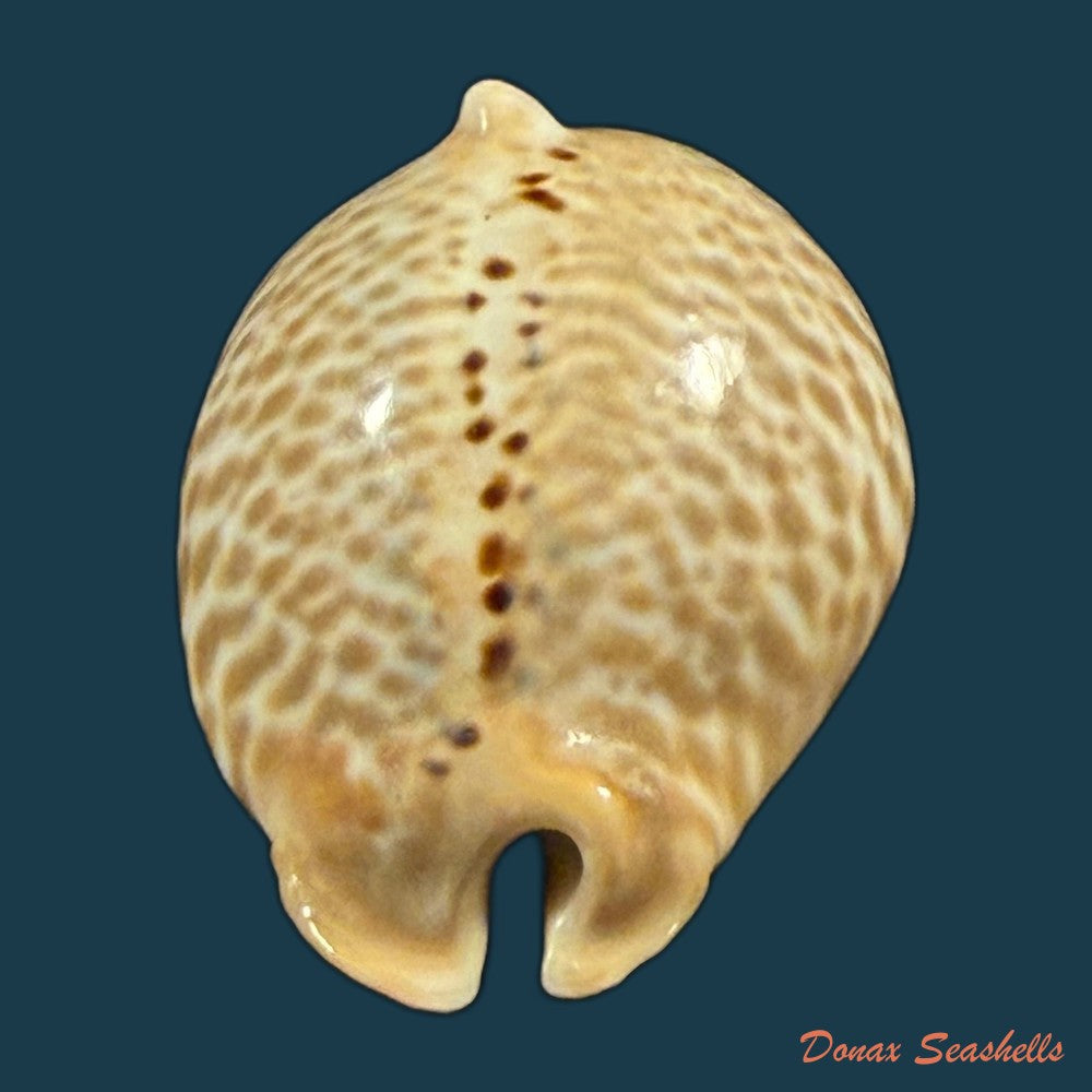 muracypraea-mus-linnaeus-1758-42-5mm-copia