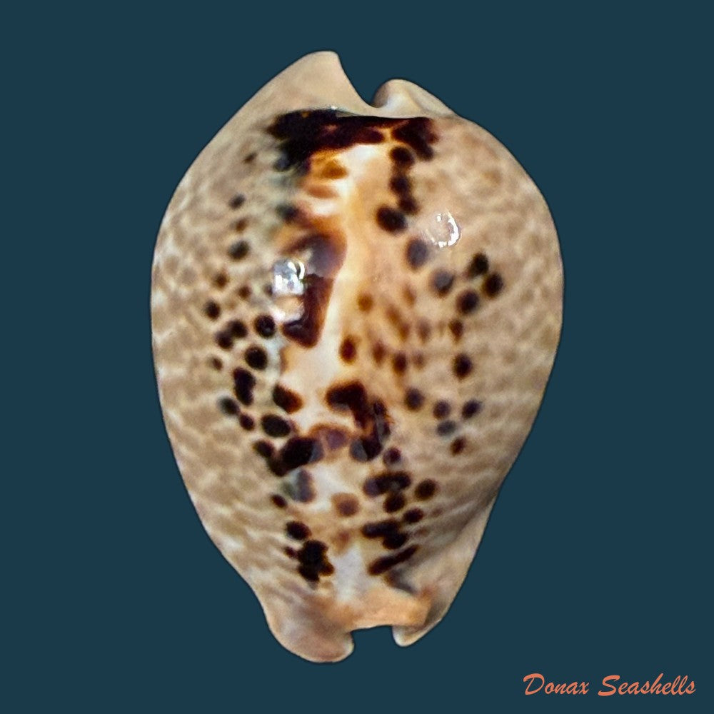 muracypraea-mus-linnaeus-1758-44mm-copia