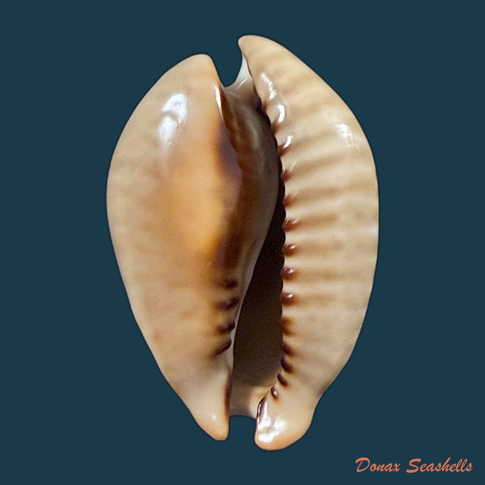 muracypraea-mus-linnaeus-1758-44mm-copia