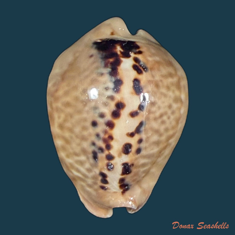 muracypraea-mus-linnaeus-1758-46mm-copia