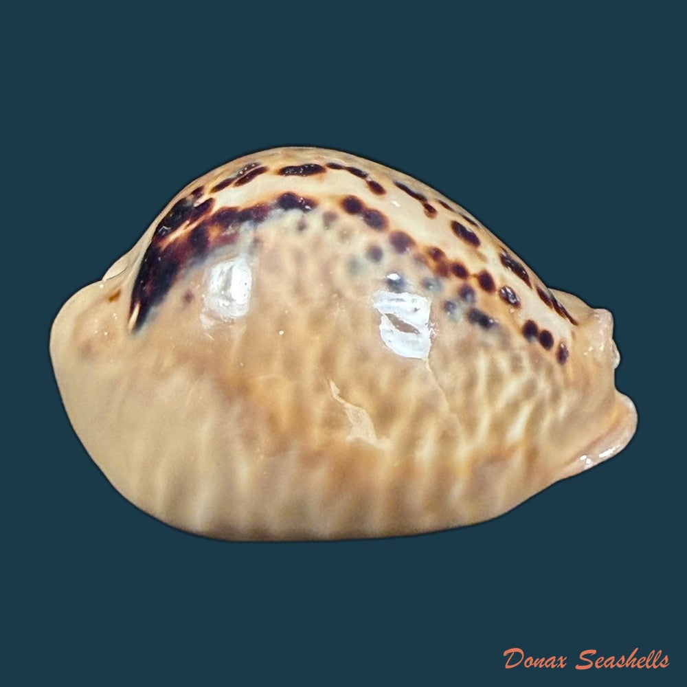 muracypraea-mus-linnaeus-1758-46mm-copia