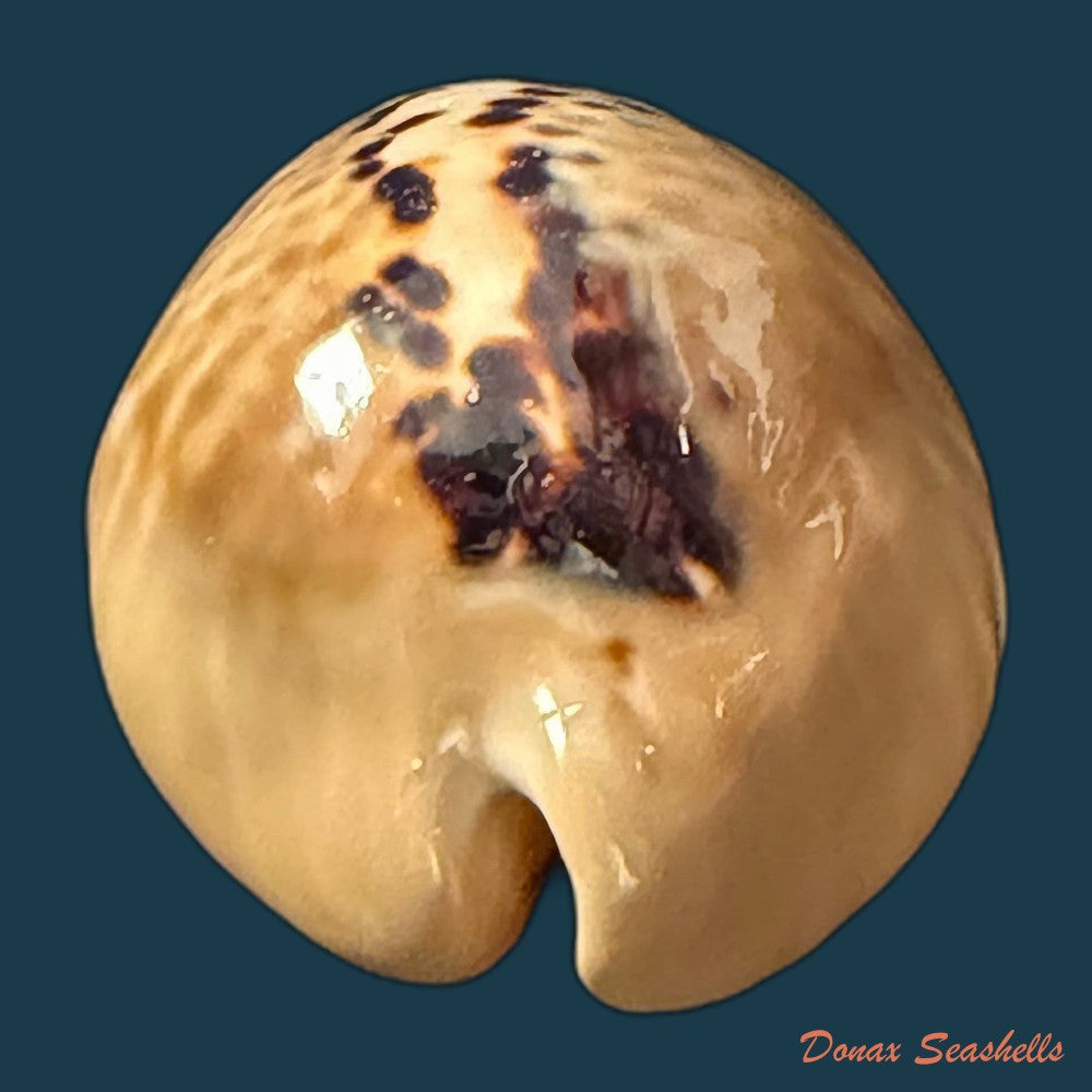 muracypraea-mus-linnaeus-1758-46mm-copia